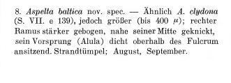 Aspelta baltica - Original description image, author: Christian D. Jersabek
