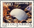 Cephalopoda
