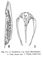 Aspelta intradentata - Original description image, author: Christian D. Jersabek