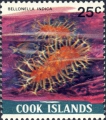 Bellonella indica, author: Collection Georges Declercq 