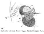 Asplanchna priodonta, author: Christian D. Jersabek