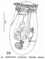 Asplanchna priodonta, author: Christian D. Jersabek