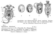 Brachionus angularis, author: Christian D. Jersabek