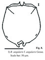 Brachionus angularis, author: Christian D. Jersabek