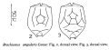 Rotifera (rotifers)