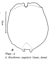 Brachionus angularis, author: Christian D. Jersabek