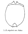 Brachionus angularis bidens, author: Christian D. Jersabek