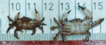 Decapoda