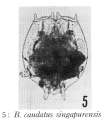 Brachionus caudatus singapurensis - Original description image, author: Christian D. Jersabek