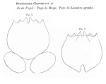 Brachionus chavesi - Original description image, author: Christian D. Jersabek