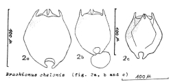Brachionus chelonis, author: Christian D. Jersabek