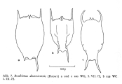 Brachionus diversicornis, author: Christian D. Jersabek