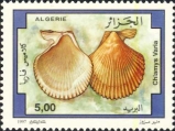 Chlamys varia, author: Collection Georges Declercq