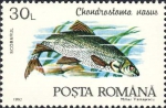 Chondrostoma nasus