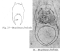 Rotifera (rotifers)