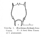 Brachionus forficula f. urawaensis - Original description image, author: Christian D. Jersabek