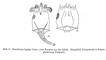 Brachionus leydigii, author: Christian D. Jersabek