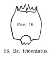 Brachionus leydigii var. tridentatus, author: Christian D. Jersabek