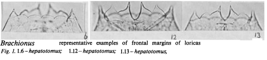 Brachionus plicatilis f. hepatotomus, author: Christian D. Jersabek