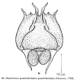 Brachionus quadridentatus, author: Christian D. Jersabek