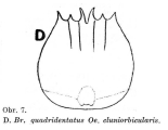 Brachionus quadridentatus f. cluniorbicularis, author: Christian D. Jersabek
