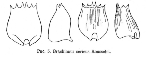 Brachionus sericus, author: Christian D. Jersabek