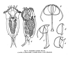 Cephalodella auriculata, author: Christian D. Jersabek