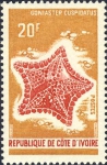 Asteroidea (starfish)