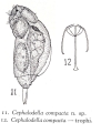 Cephalodella compacta - Original description image, author: Christian D. Jersabek