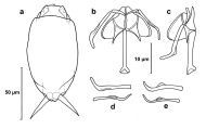 Cephalodella delicata, author: Christian D. Jersabek