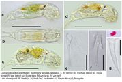 Cephalodella delicata, author: Christian D. Jersabek