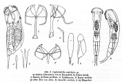 Cephalodella euderbyi - Original description image, author: Christian D. Jersabek