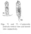 Cephalodella forficula, author: Christian D. Jersabek