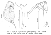 Cephalodella gibba, author: Christian D. Jersabek