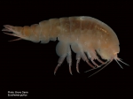 Amphipoda