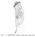 Cephalodella hoodii, author: Christian D. Jersabek