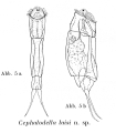 Cephalodella laisi - Original description image, author: Christian D. Jersabek
