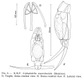 Rotifera (rotifers)