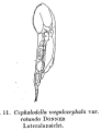 Cephalodella megalocephala var. rotunda, author: Christian D. Jersabek