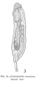 Rotifera (rotifers)