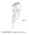 Cephalodella nana, author: Christian D. Jersabek