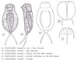 Cephalodella remanei - Original description image, author: Christian D. Jersabek