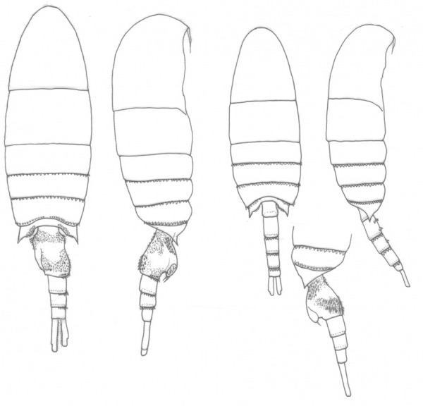 acutus habitus acutus habitus