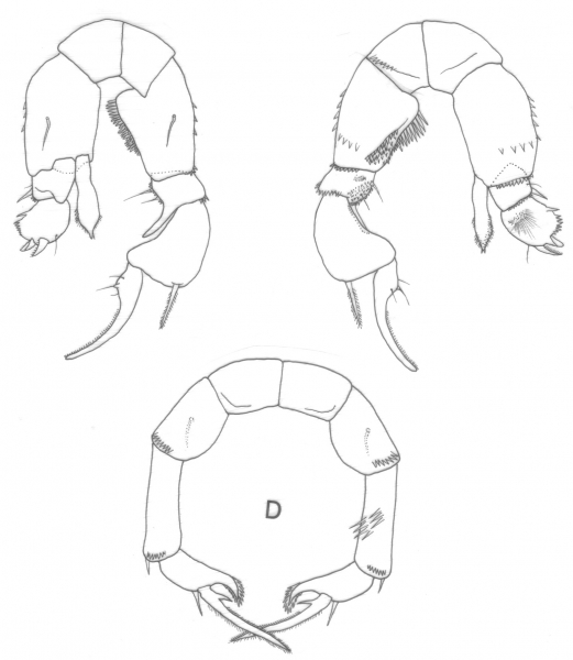 P. acutus P5 P. acutus P5