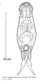 Cephalodella stenroosi, author: Christian D. Jersabek