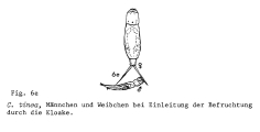 Cephalodella tinca, author: Christian D. Jersabek
