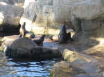 Oceanografico