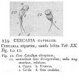Cercaria catellus