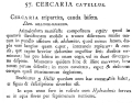 Cercaria catellus