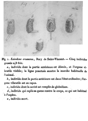 Cercaria crumena Cercaria crumena